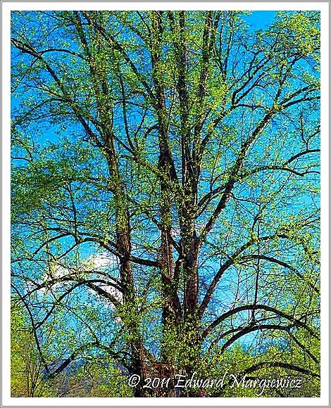 450749 Spring foliage in the SMNP